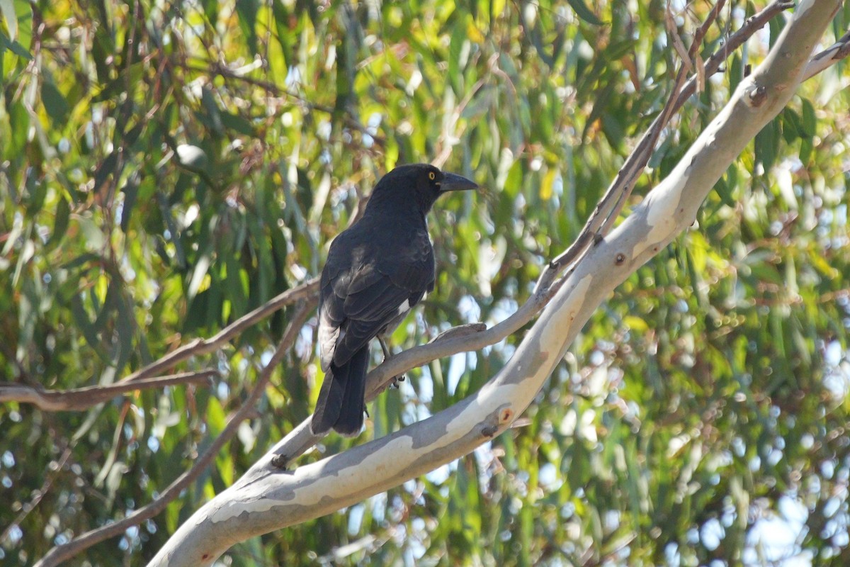 Pied Currawong - ML616663602