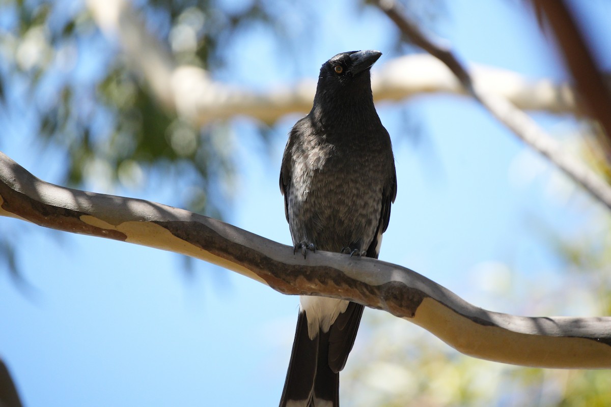Pied Currawong - ML616663603