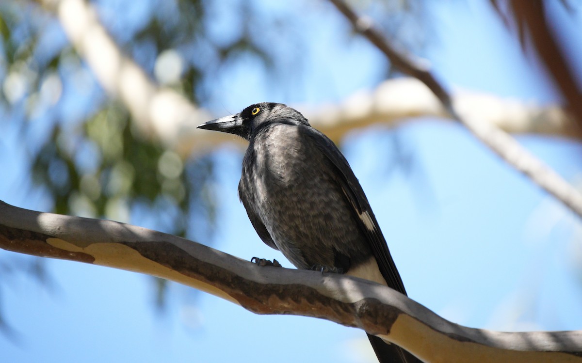 Pied Currawong - ML616663607