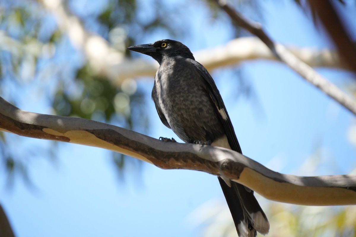 Pied Currawong - ML616663608