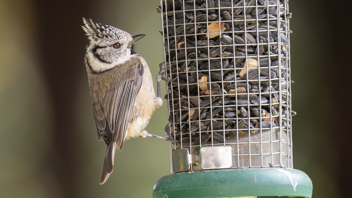 Crested Tit - ML616663636