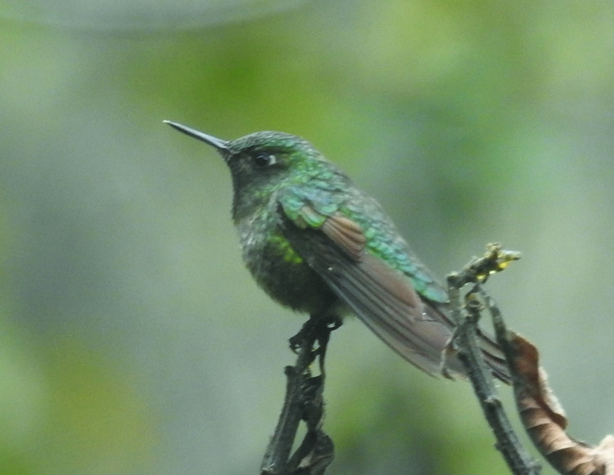 Scaled Metaltail - ML616663666