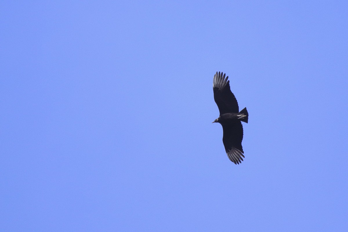 Black Vulture - ML616663729