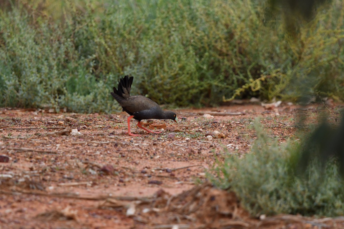 Black-tailed Nativehen - ML616663889
