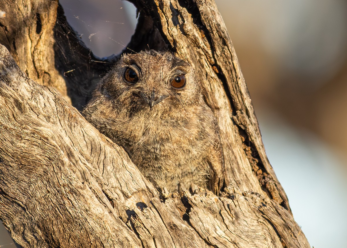Australian Owlet-nightjar - Pedro Nicolau