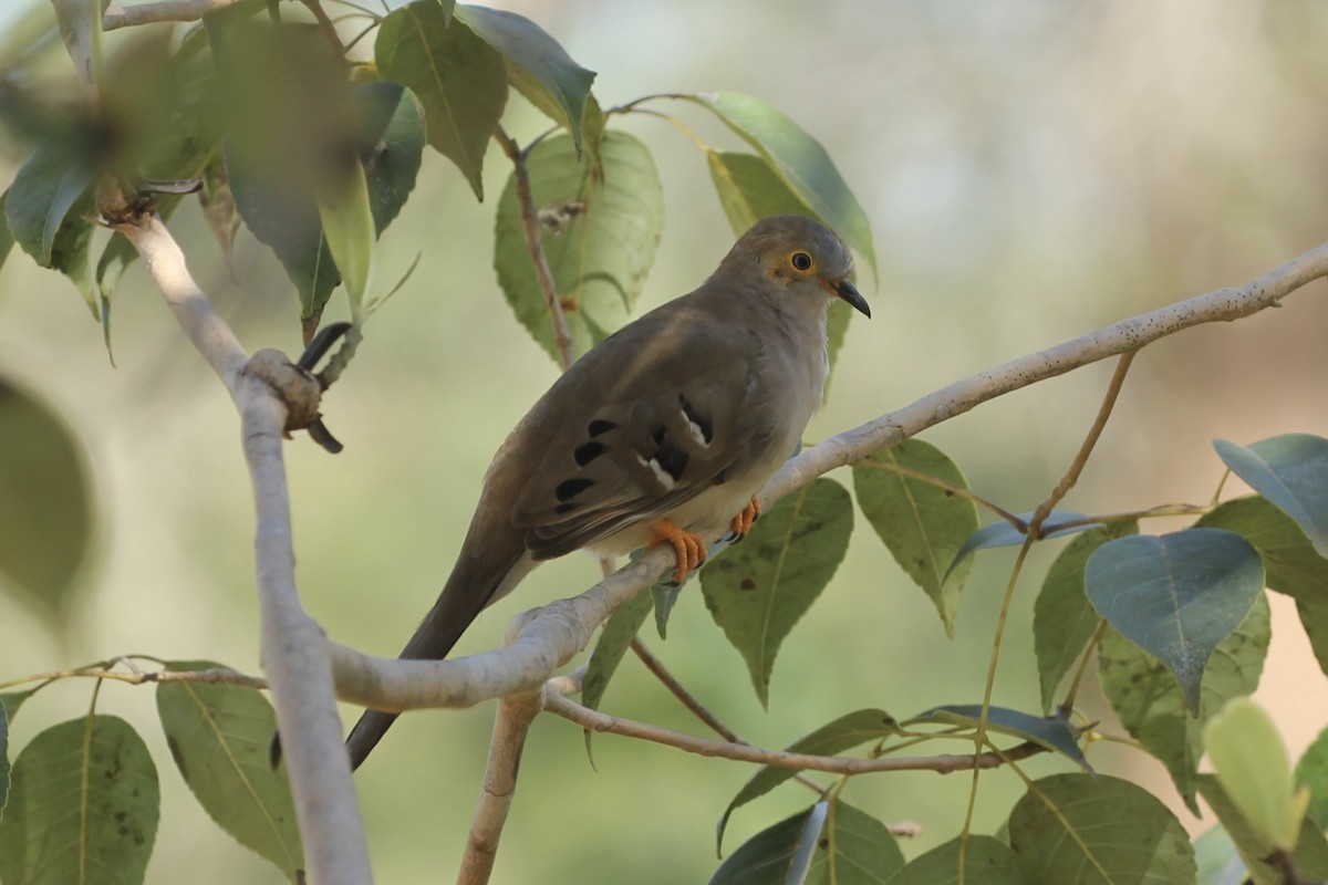 Long-tailed Ground Dove - ML616663980