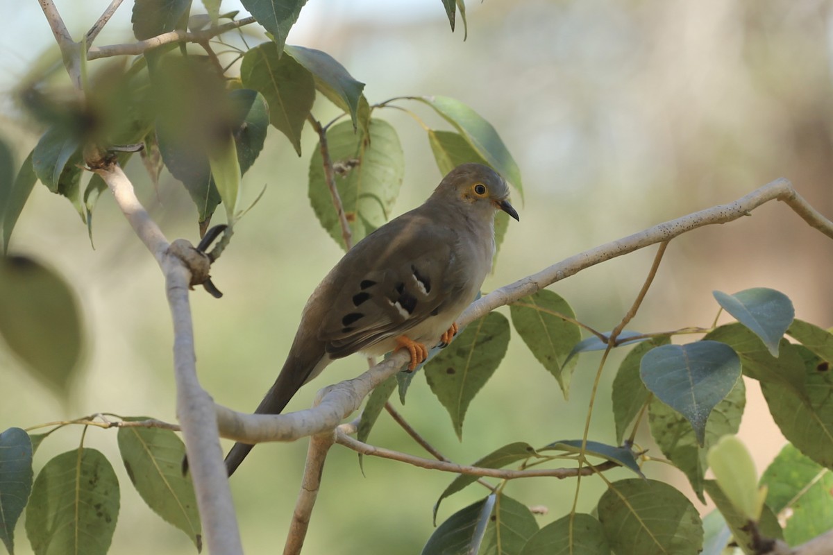 Long-tailed Ground Dove - ML616663981