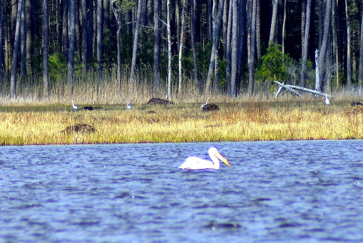 eBird Checklist 29 Mar 2024 2524 Key Wallace Drive, Cambridge
