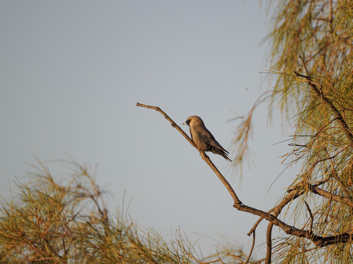 Black-faced Woodswallow - ML616664039