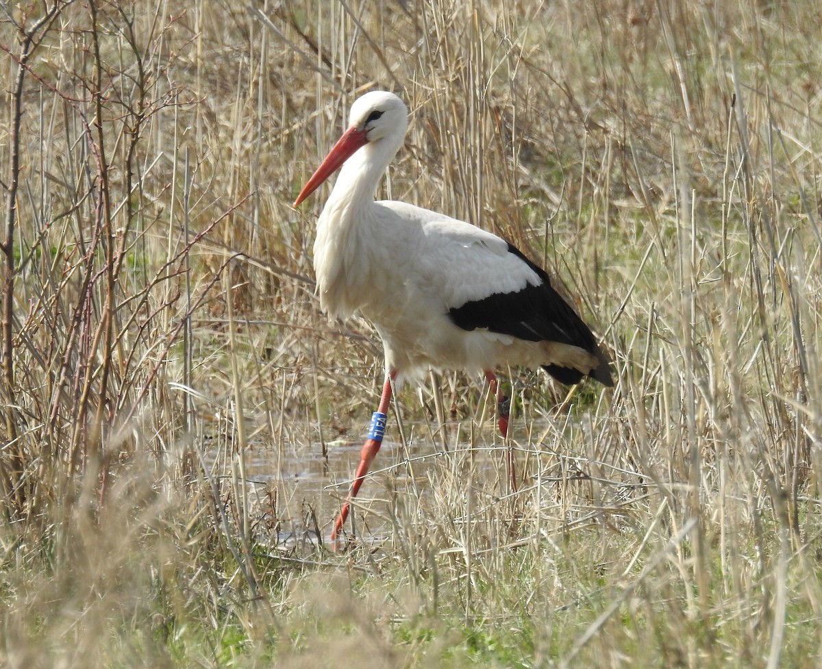 White Stork - Denis Kitel