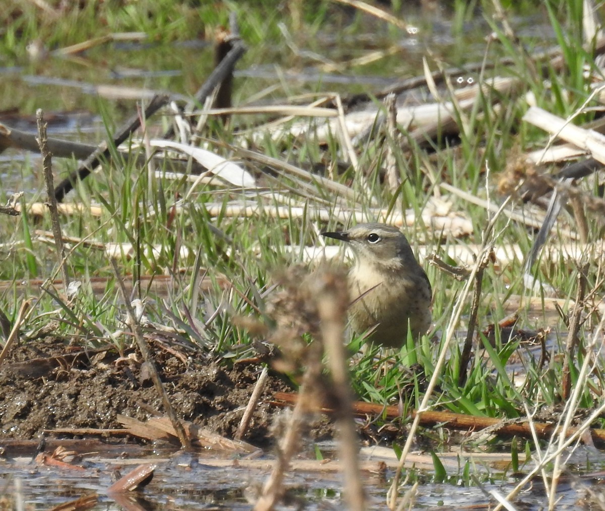 Water Pipit - ML616664298