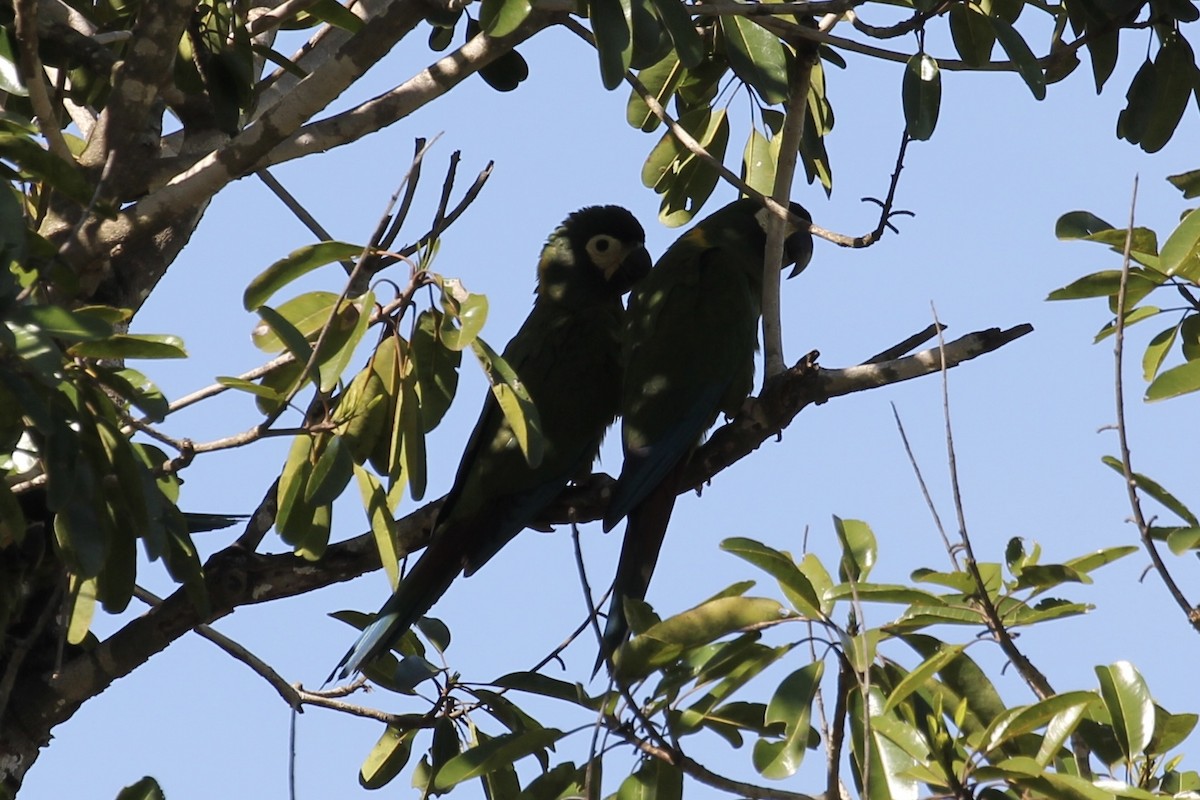 Yellow-collared Macaw - ML616664424