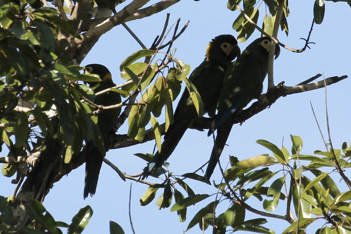 Yellow-collared Macaw - ML616664425