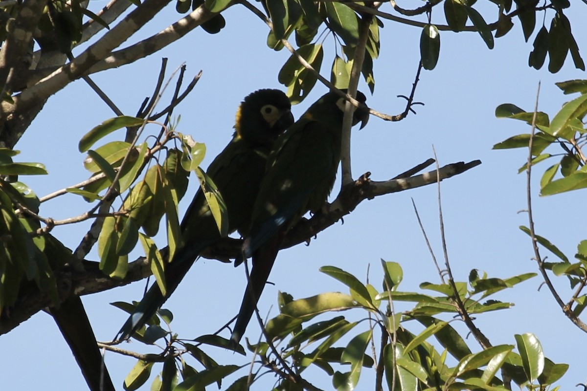 Yellow-collared Macaw - ML616664427