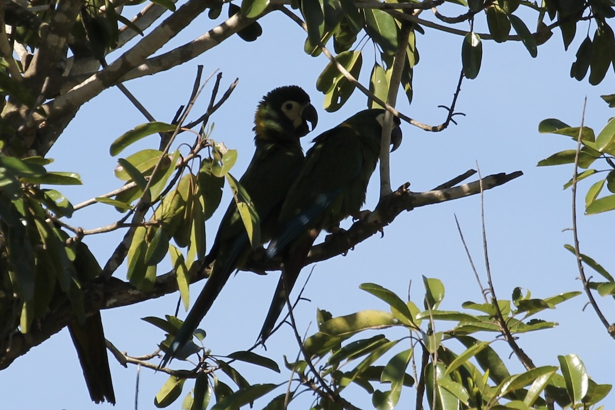 Yellow-collared Macaw - ML616664428