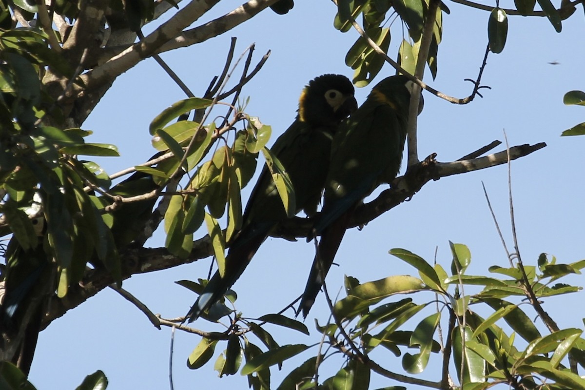 Yellow-collared Macaw - ML616664429