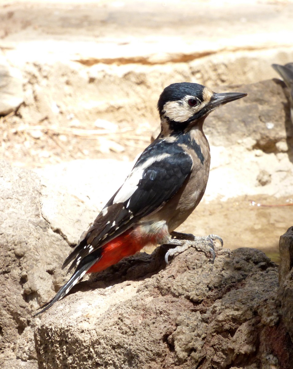 Great Spotted Woodpecker - ML616664465