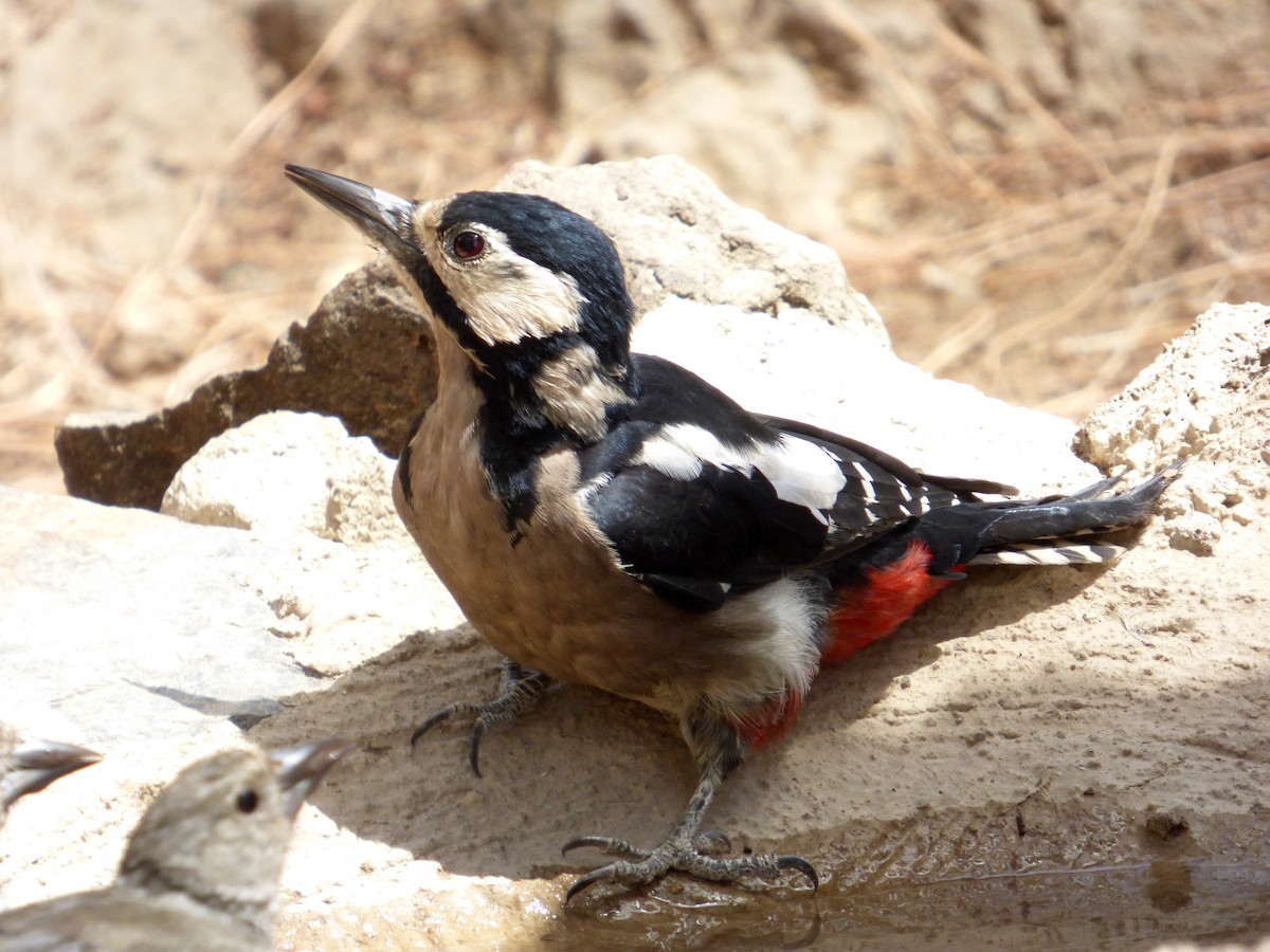 Great Spotted Woodpecker - ML616664466