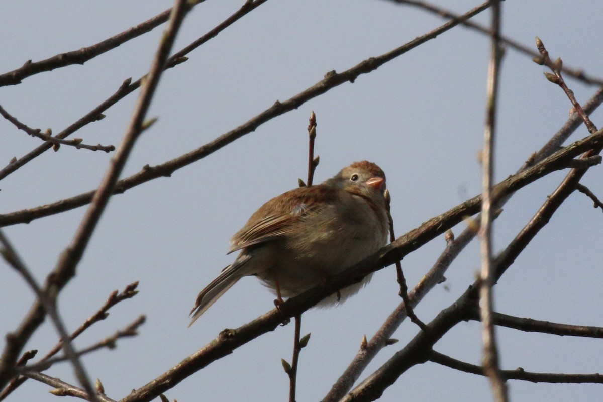 Field Sparrow - ML616664489
