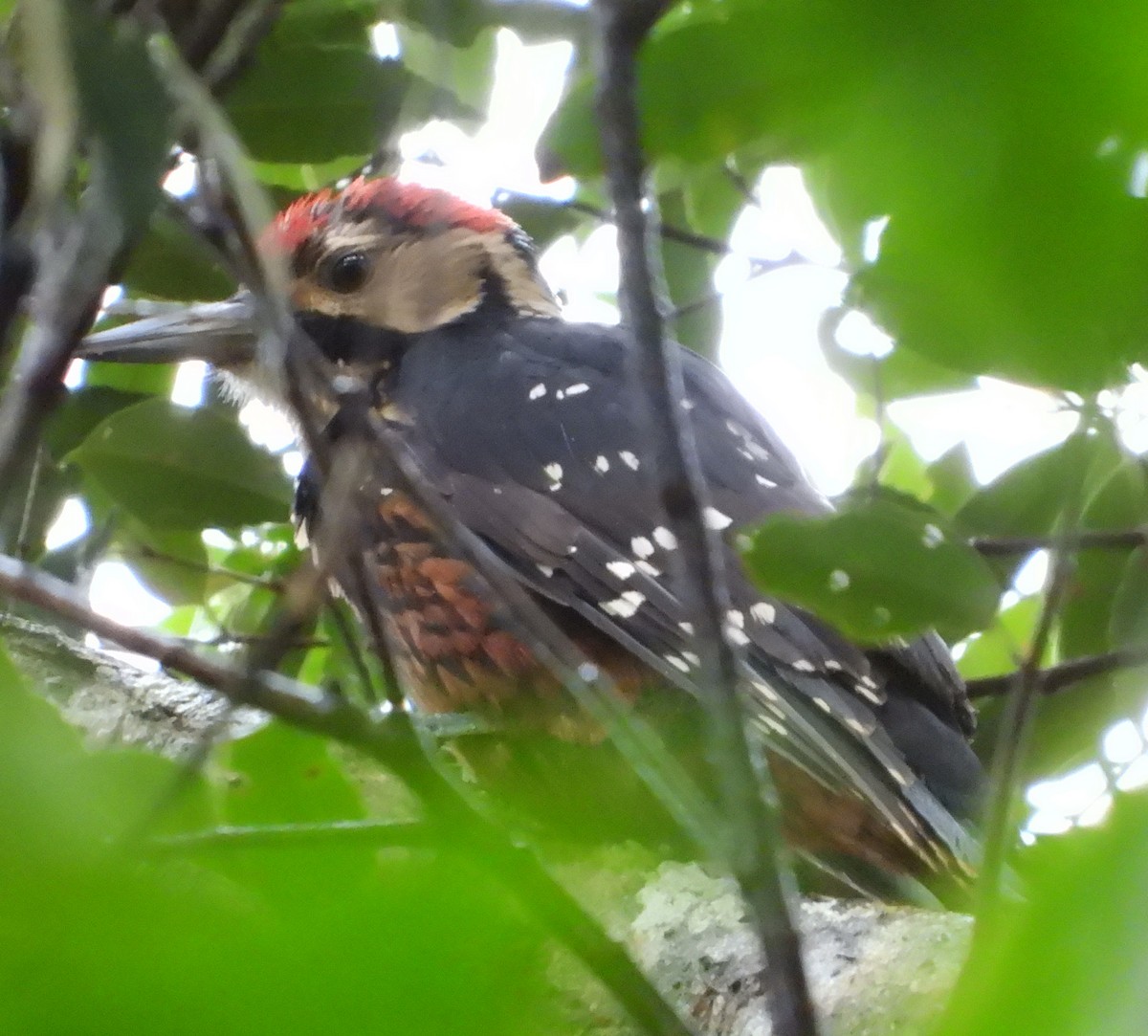 White-backed Woodpecker (Amami) - ML616664839