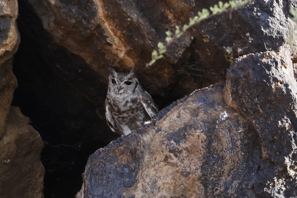 Grayish Eagle-Owl - ML616664857