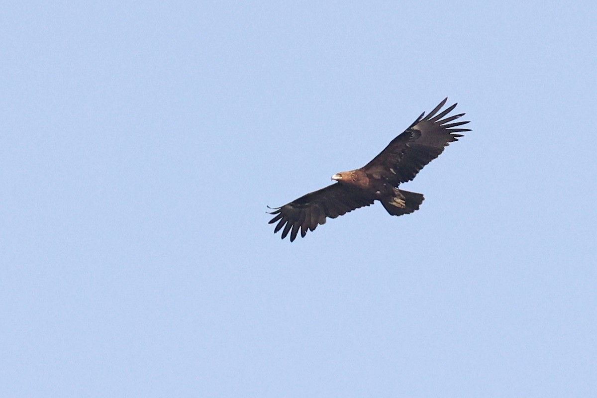 Greater Spotted Eagle - ML616664948