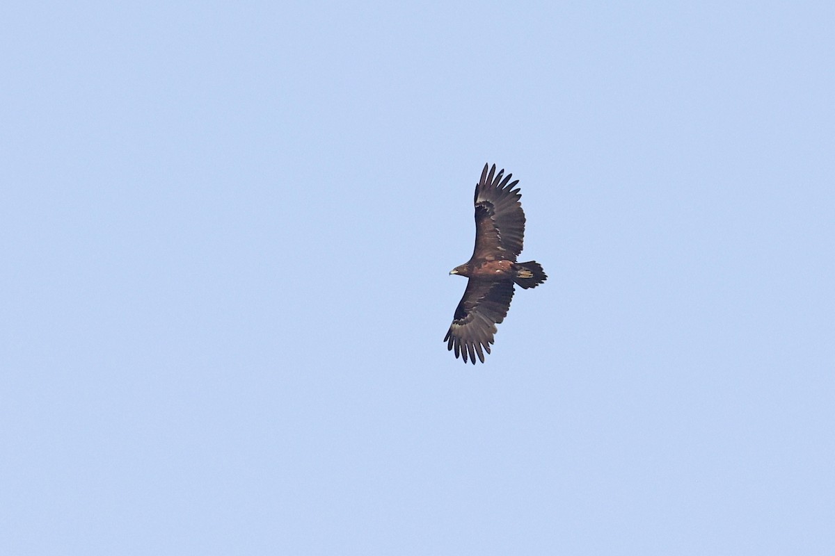 Greater Spotted Eagle - ML616664951