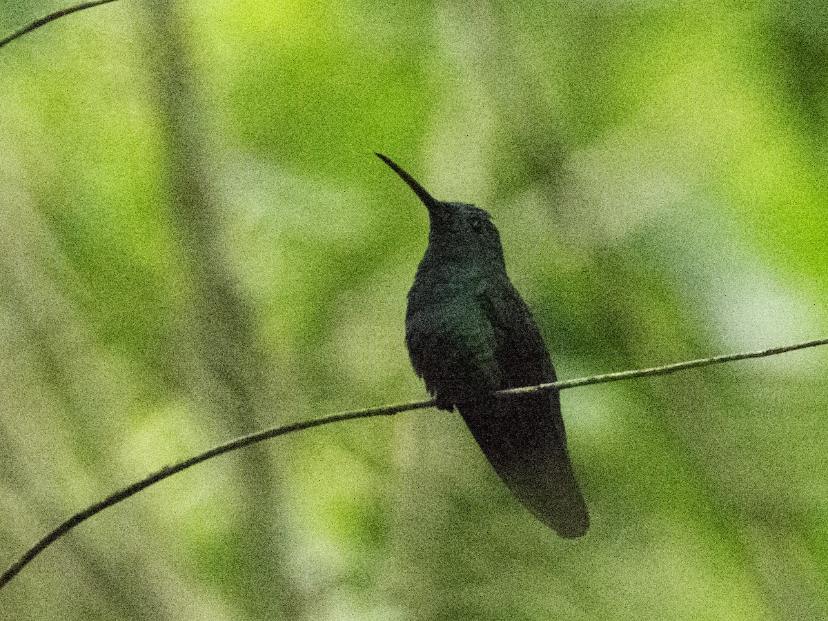 kolibřík portorický - ML616664980