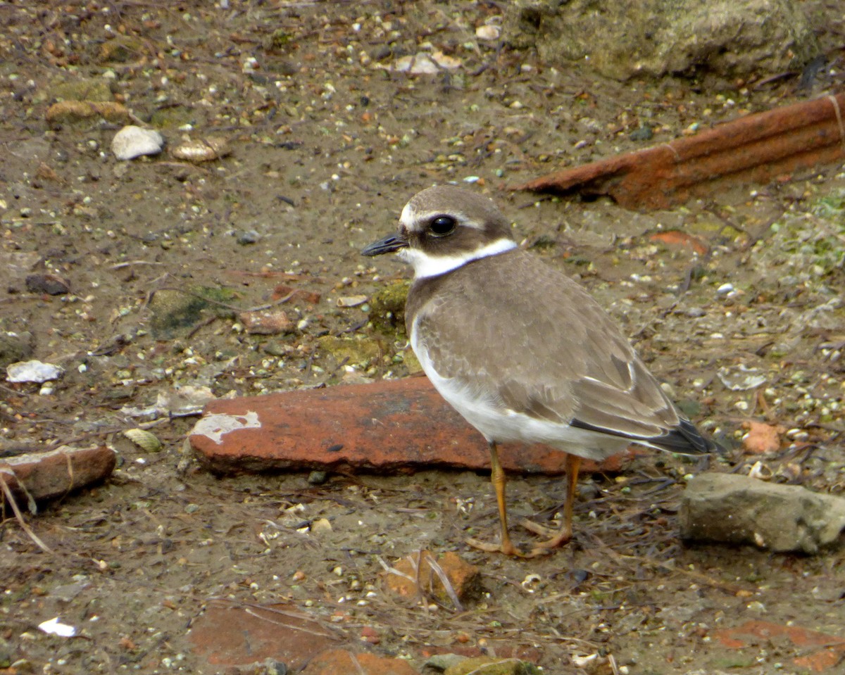 Common Ringed Plover - ML616664984
