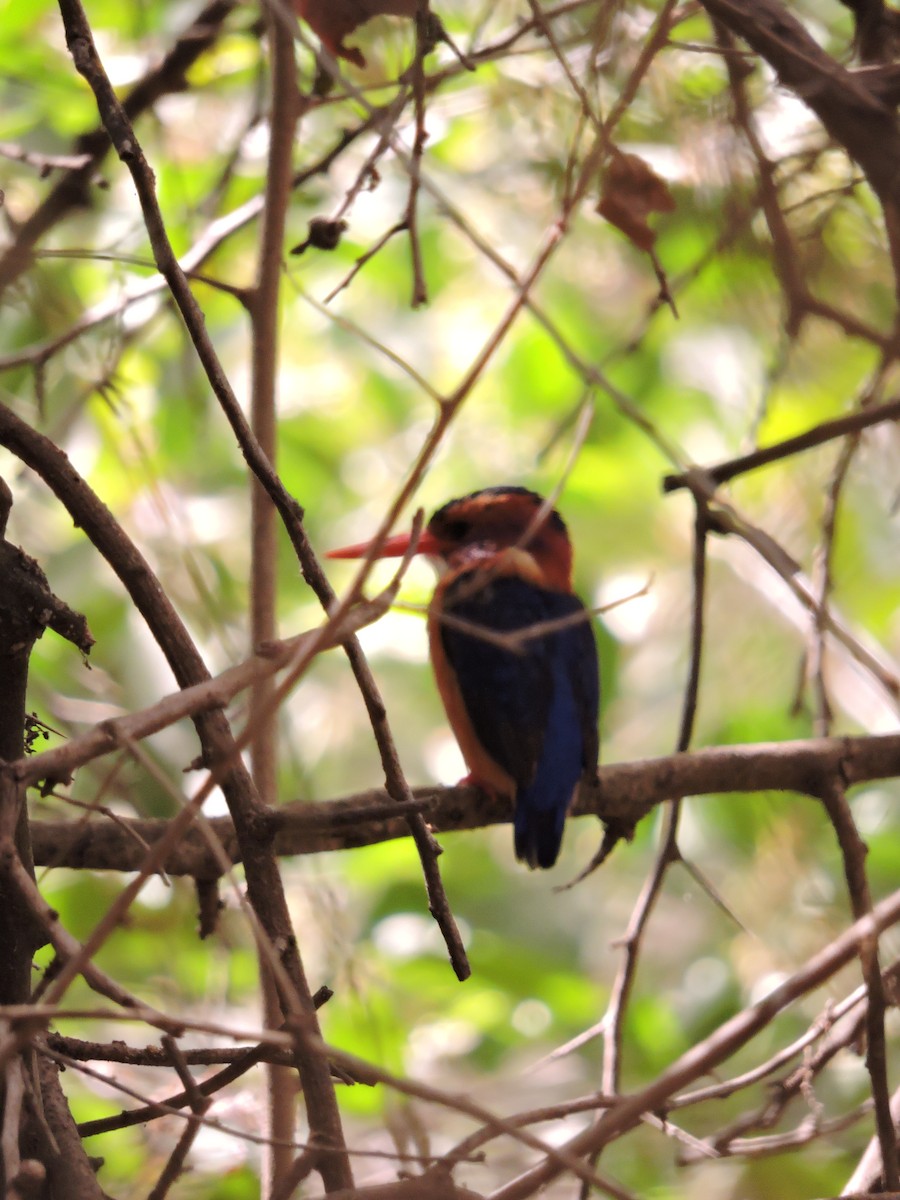 African Pygmy Kingfisher - Martin Pitt