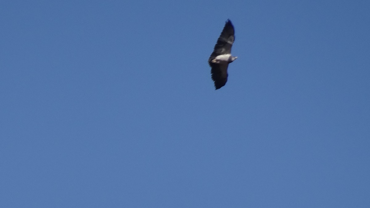 Black-chested Buzzard-Eagle - ML616665016