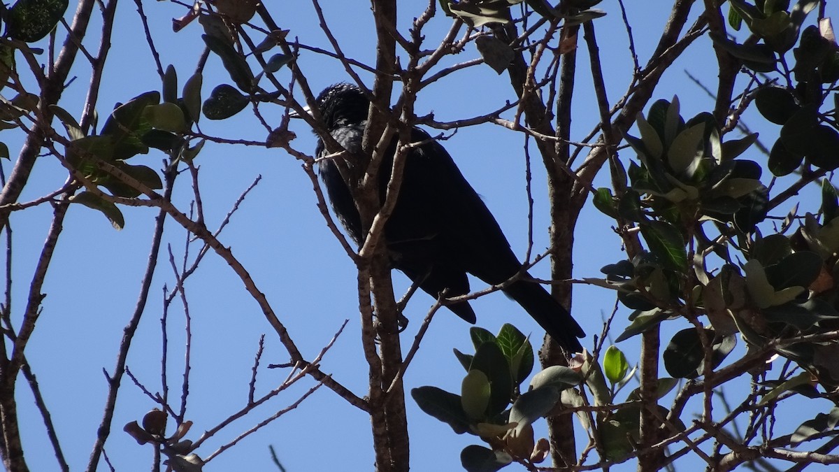 Austral Blackbird - Marco Antonio Guerrero R.