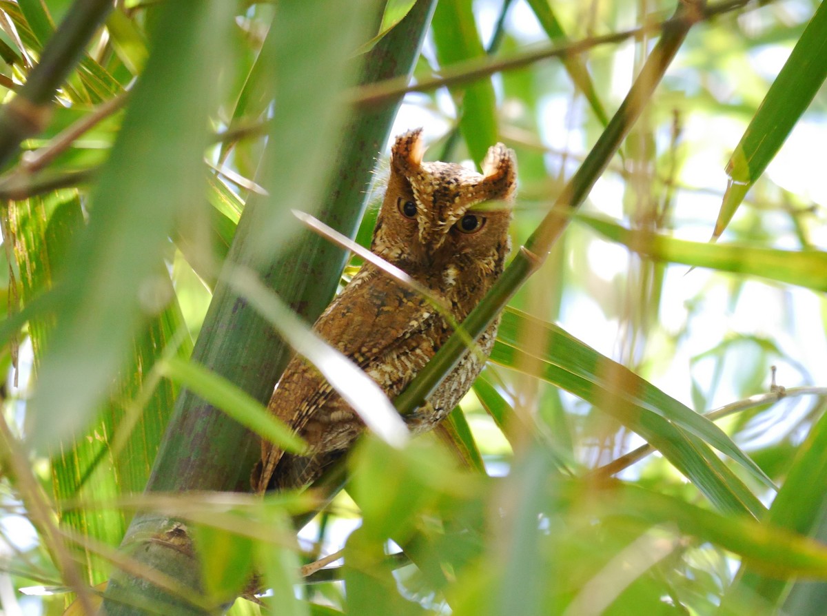 Sulawesi Scops-Owl - ML616665142
