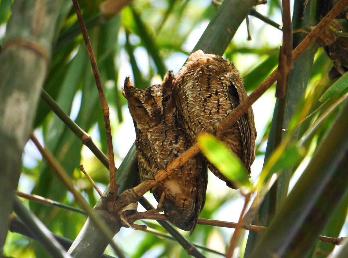 Sulawesi Scops-Owl - Brett Hartl