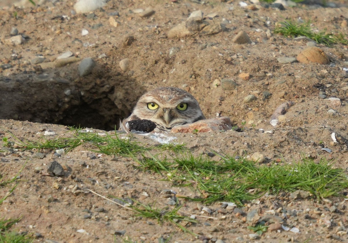 Burrowing Owl - ML616665206