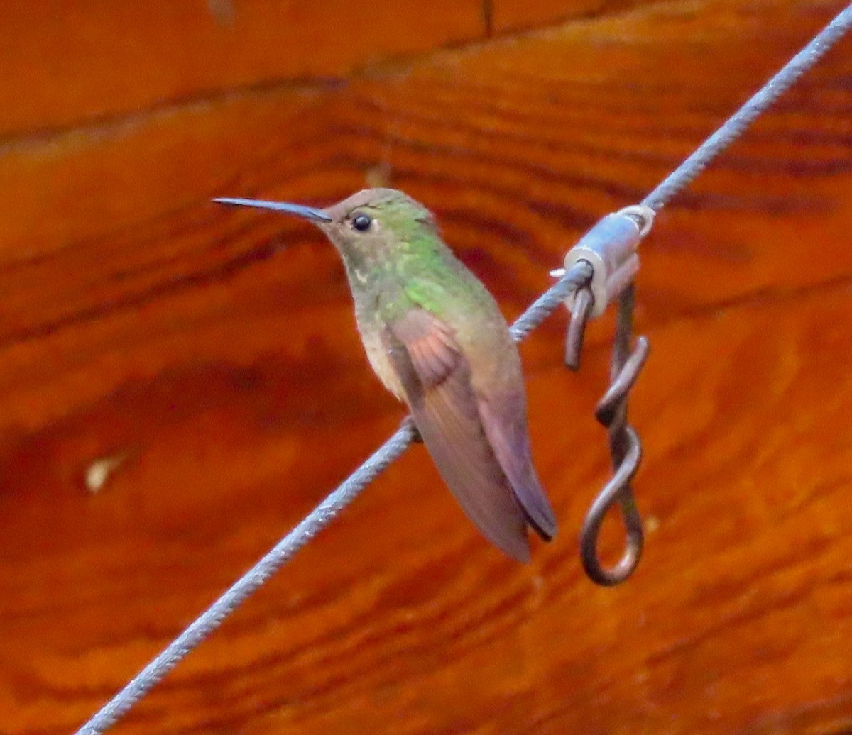 ebird-checklist-29-mar-2024-madera-canyon-madera-kubo-b-b-7-species