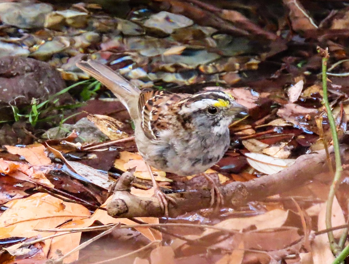 White-throated Sparrow - Jo Rita Knopf