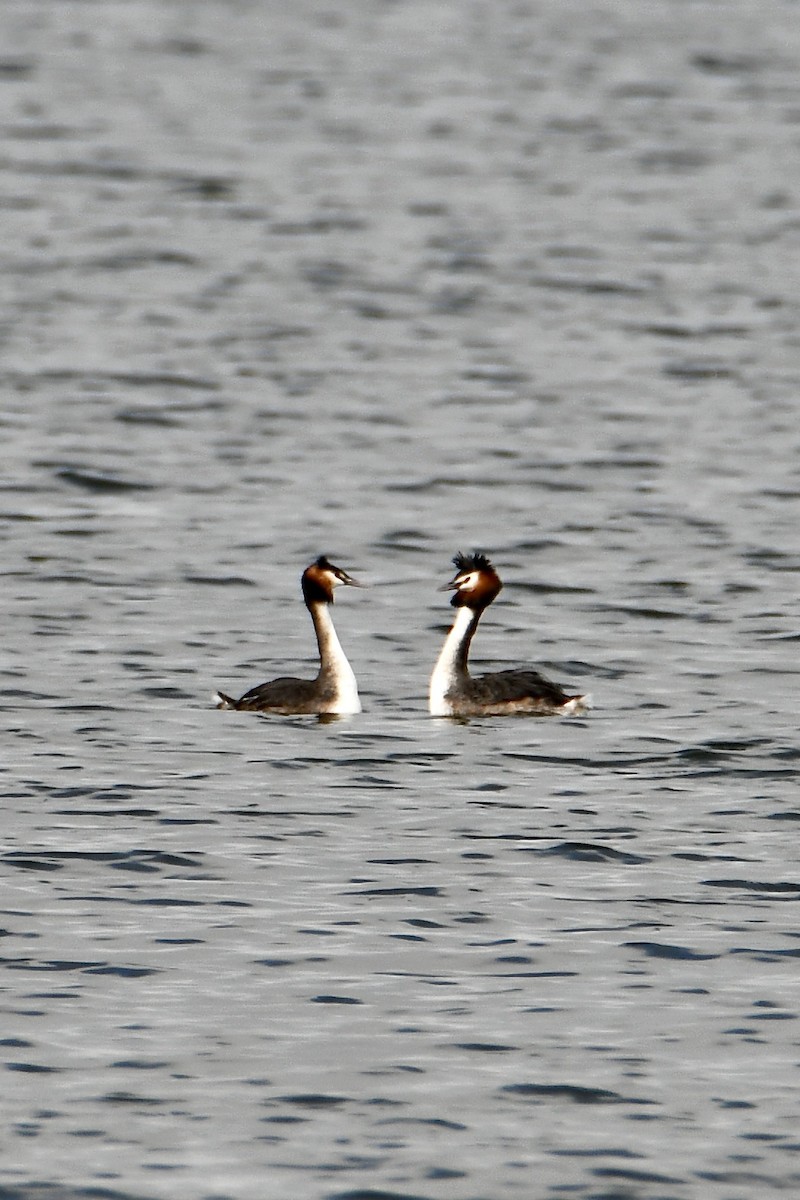 Great Crested Grebe - ML616665505