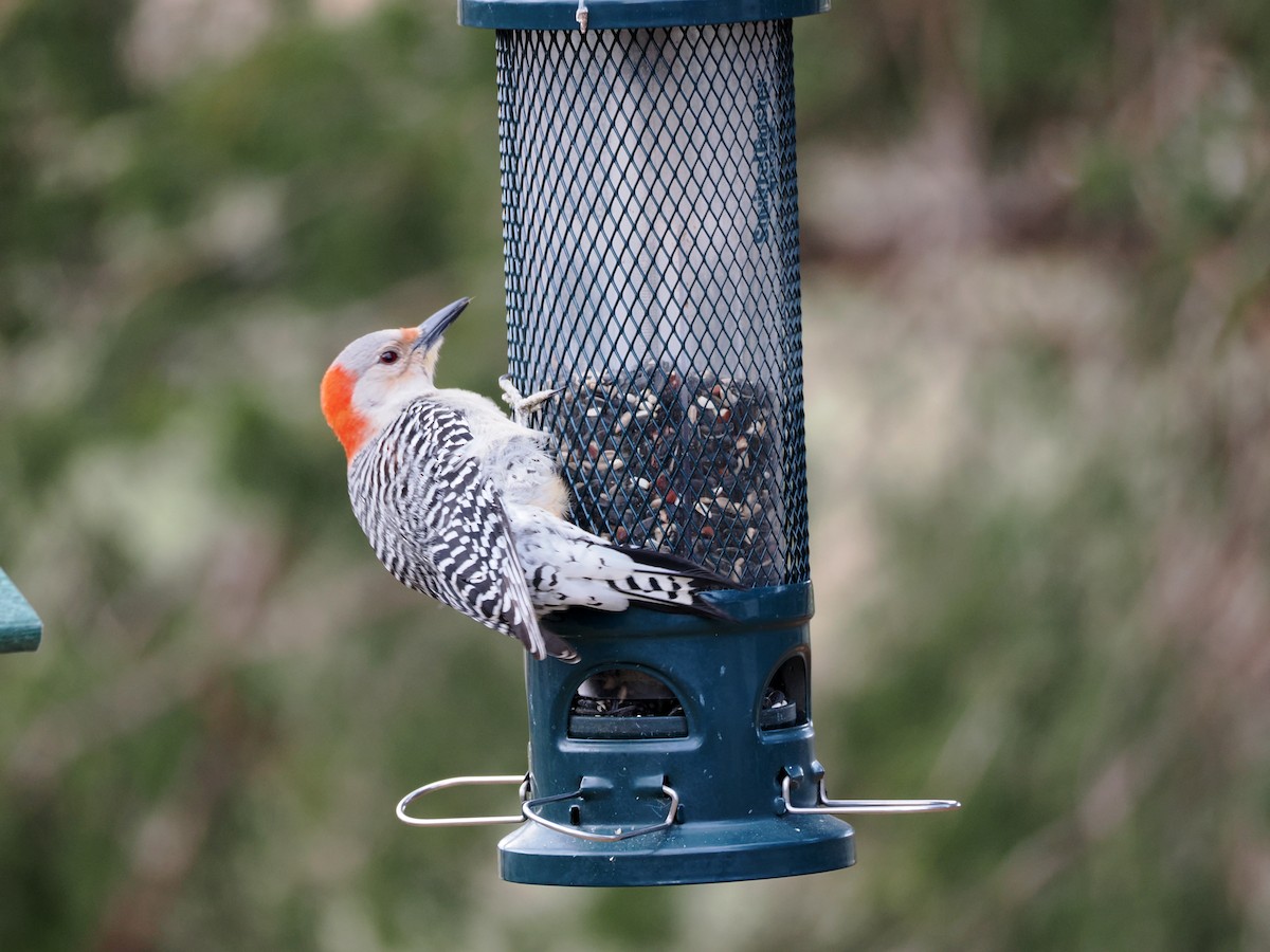Red-bellied Woodpecker - Allan Strong