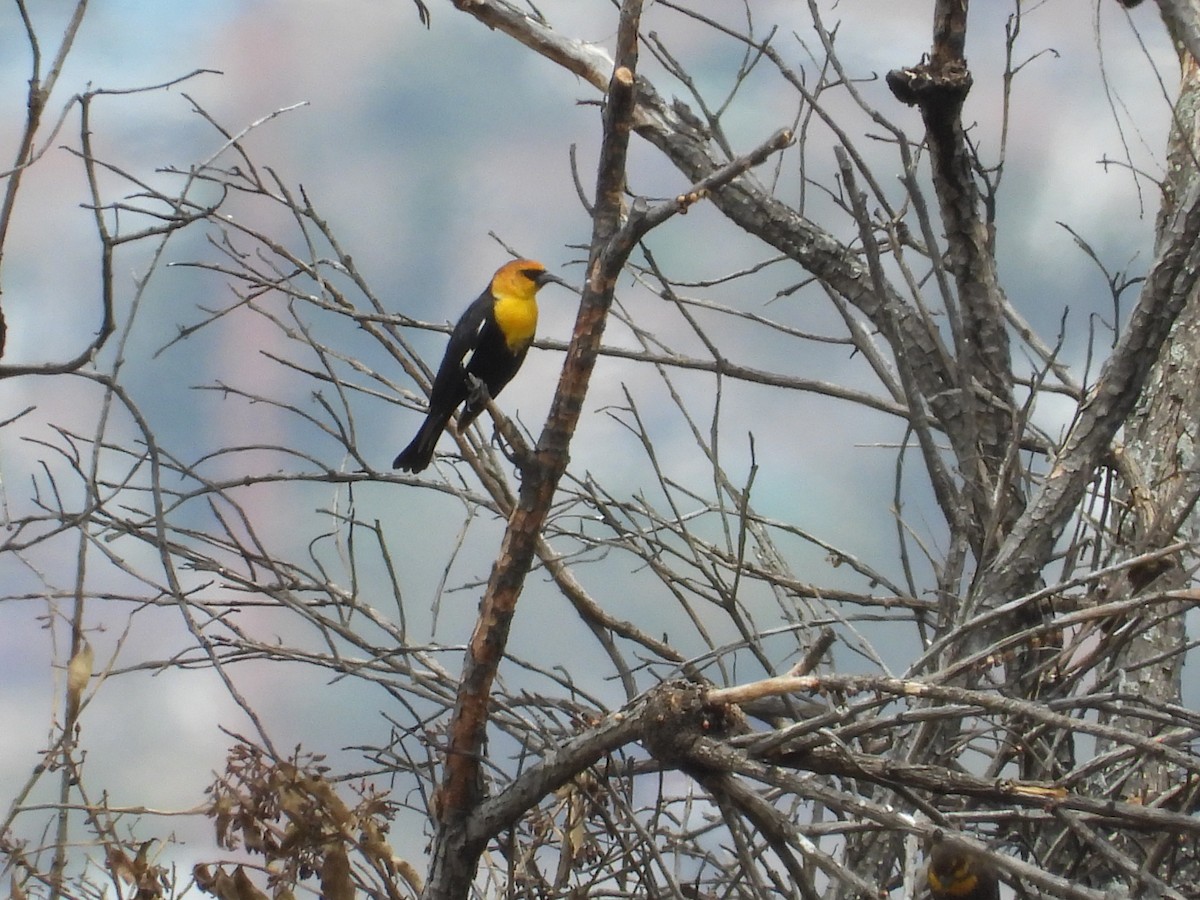 Yellow-headed Blackbird - ML616665650
