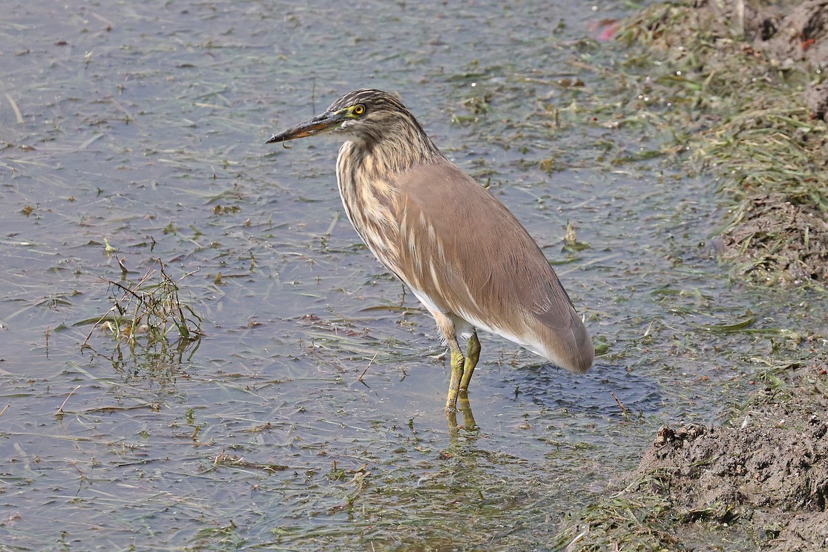Indian Pond-Heron - ML616665717