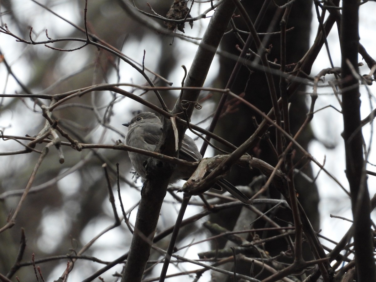 Townsend's Solitaire - ML616665731