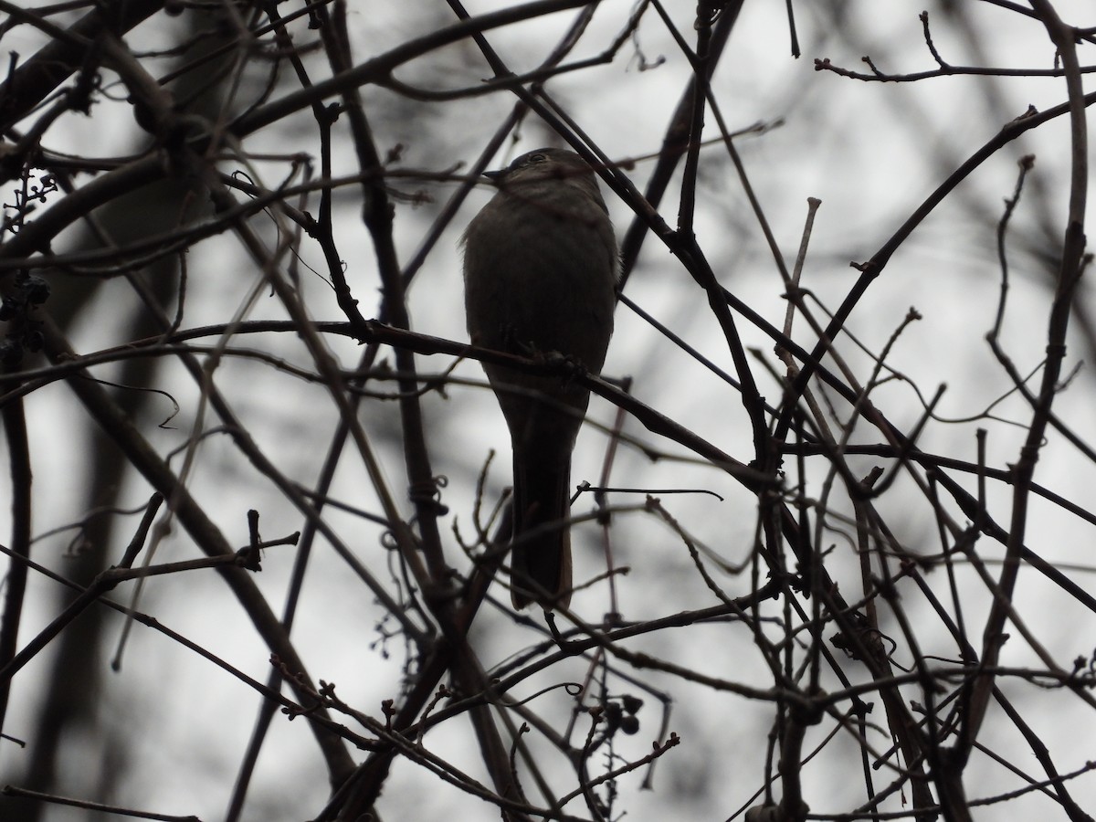 Townsend's Solitaire - ML616665733