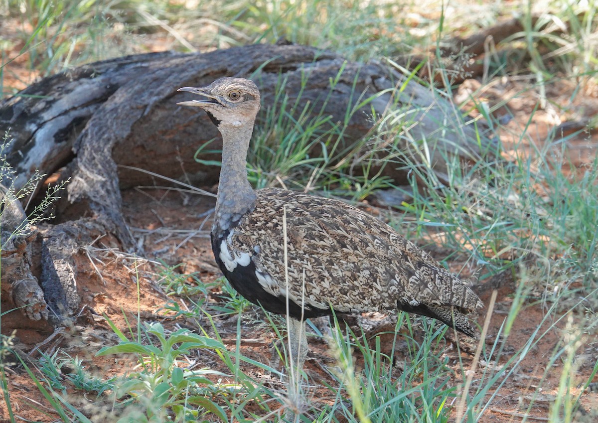 Red-crested Bustard - ML616665836