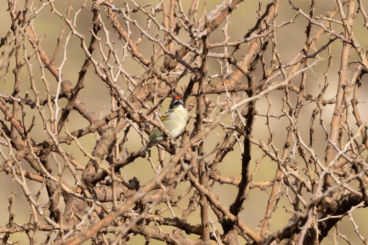 Red-fronted Tinkerbird - ML616665959