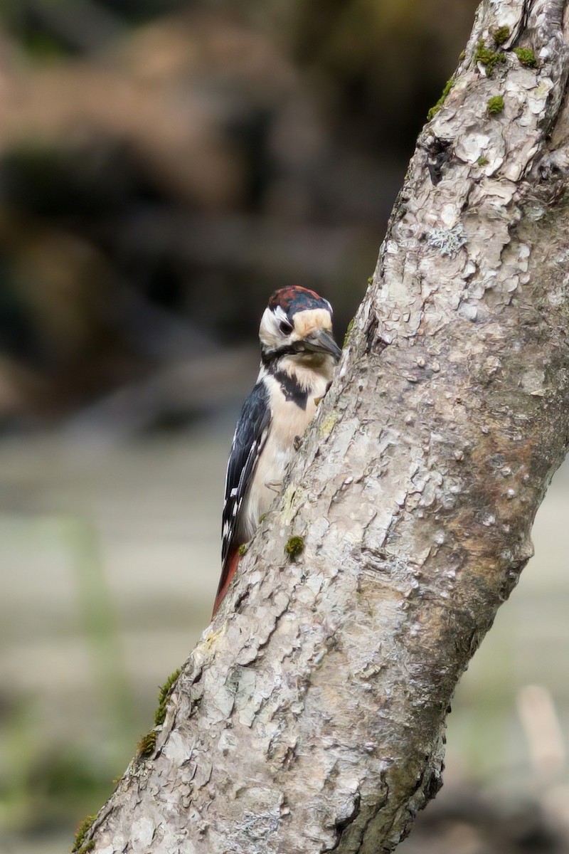 Great Spotted Woodpecker - ML616666057