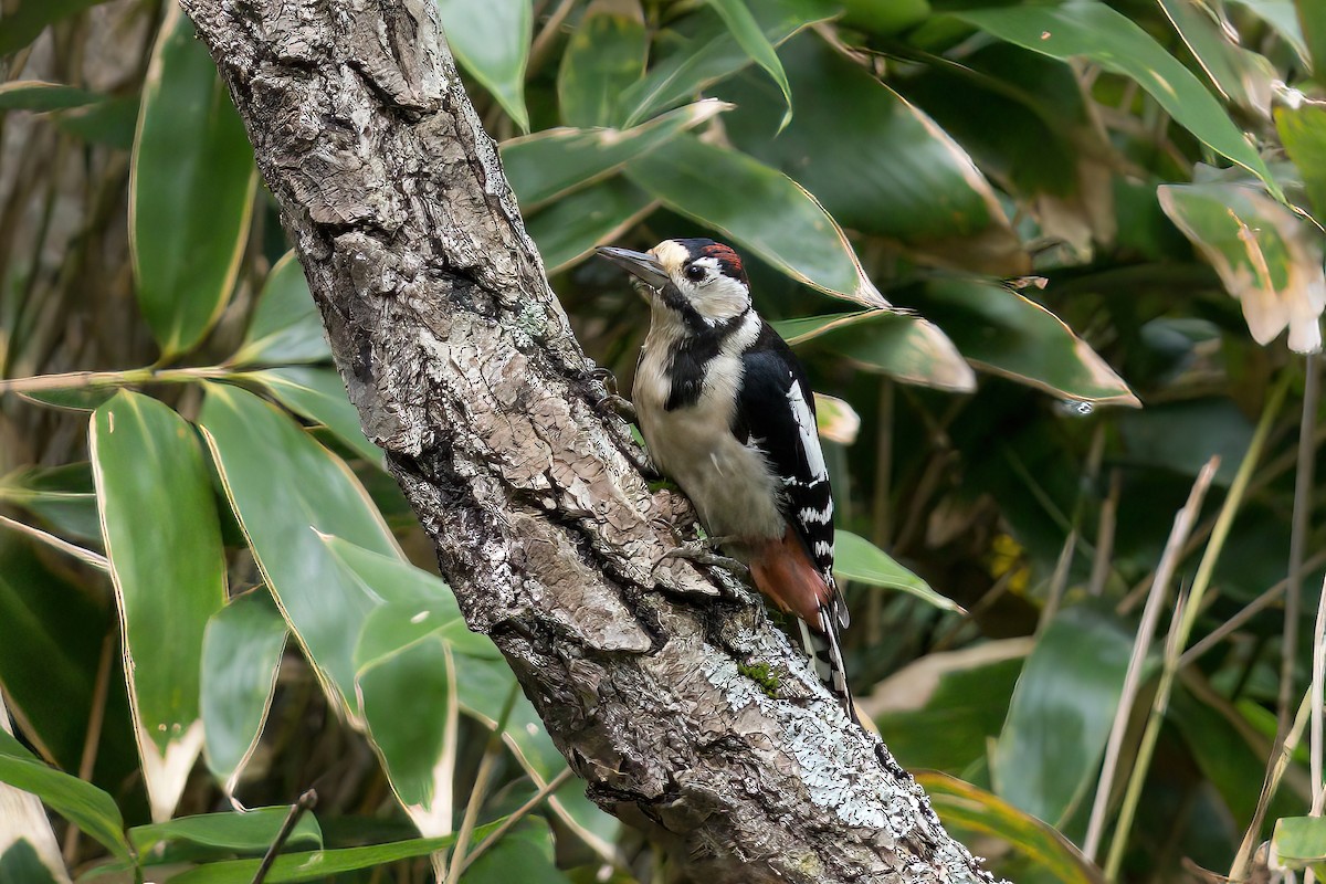 Great Spotted Woodpecker - ML616666058