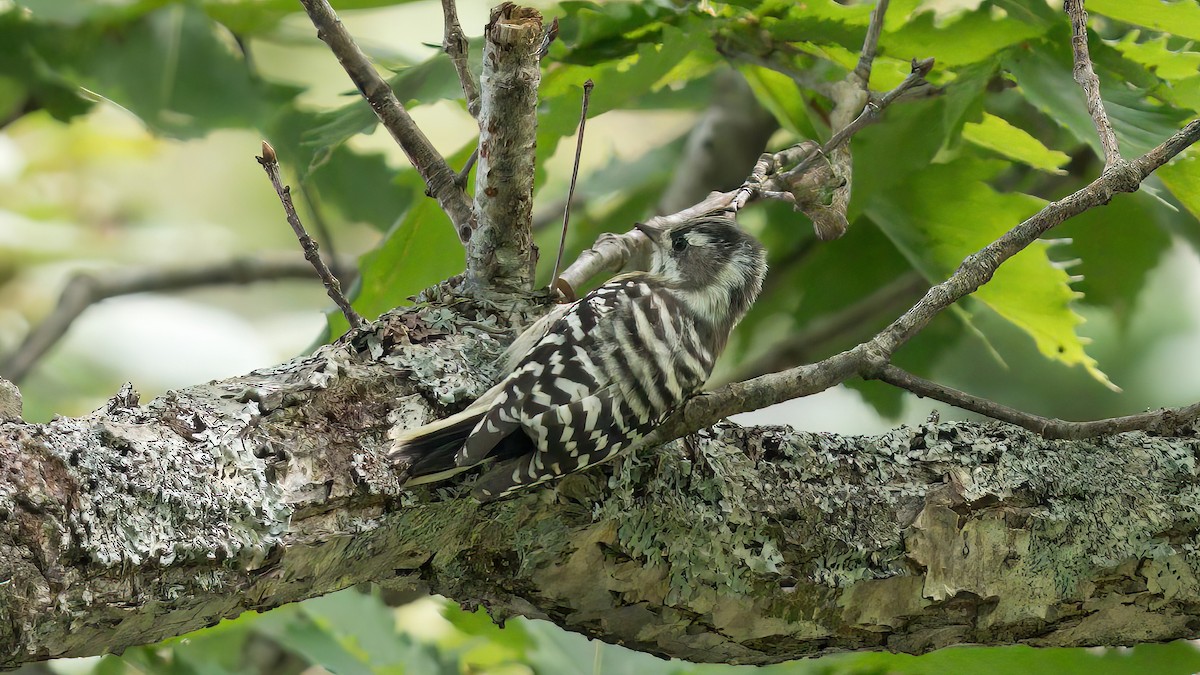 Japanese Pygmy Woodpecker - ML616666059