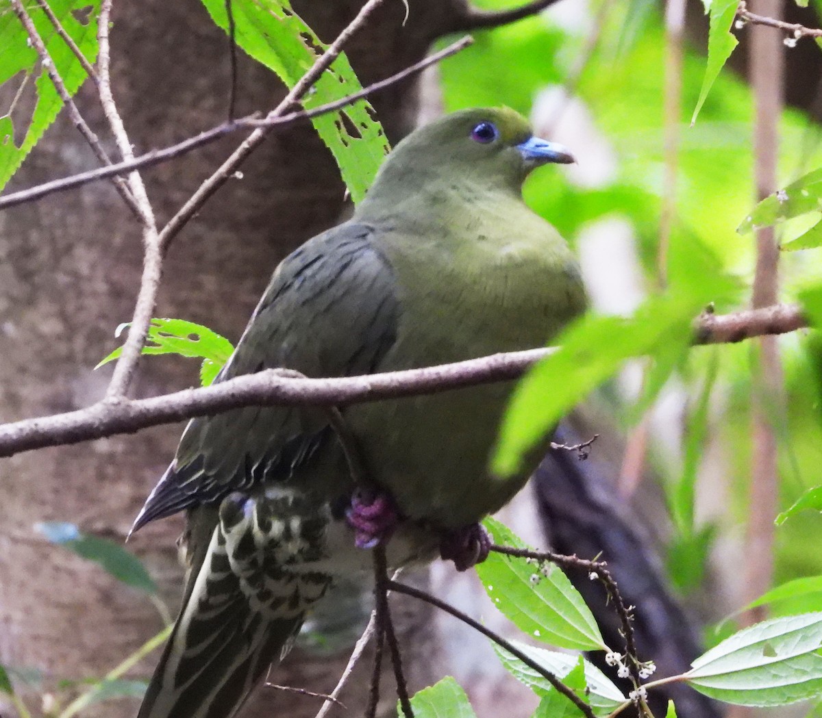 Whistling Green-Pigeon (Ryukyu) - ML616666287