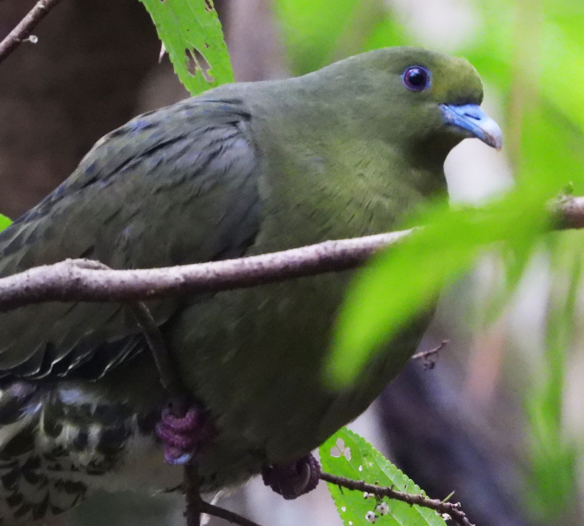 Тайваньский зелёный голубь (permagnus/medioximus) - ML616666288
